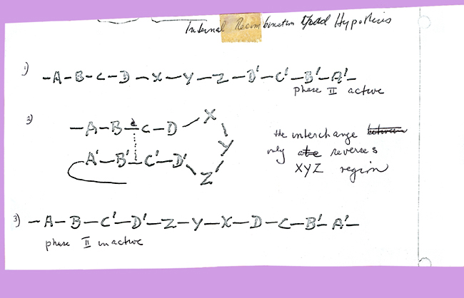 Internal Recombination Load Hypothesis